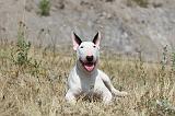 BULL TERRIER 045